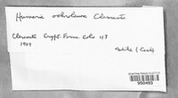 Humarina ochroleuca image